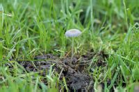 Coprinus plicatilis1_DxOweb